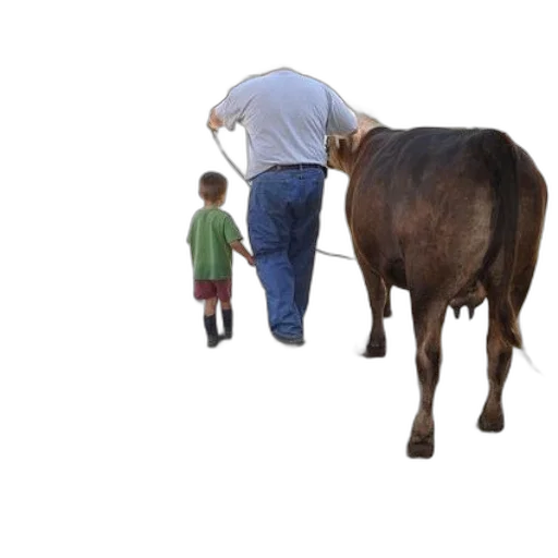 animal, creature, food, weapon transparent PNG cut-out