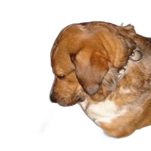 animal, creature, staff, face transparent PNG cut-out