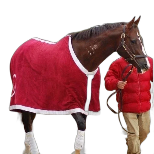 jacket, animal, dress, hat transparent PNG cut-out