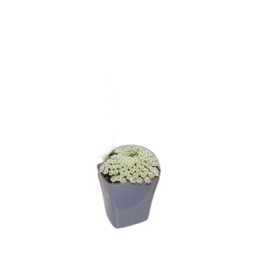 flower, hat, food, crown transparent PNG cut-out