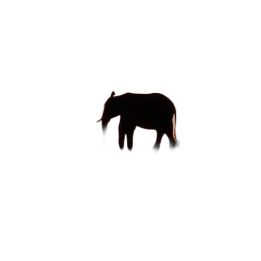 animal, creature, hair, furniture transparent PNG cut-out