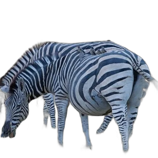 animal, creature, hat, furniture transparent PNG cut-out