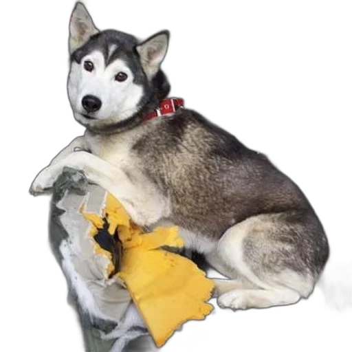 animal, creature, food, weapon transparent PNG cut-out