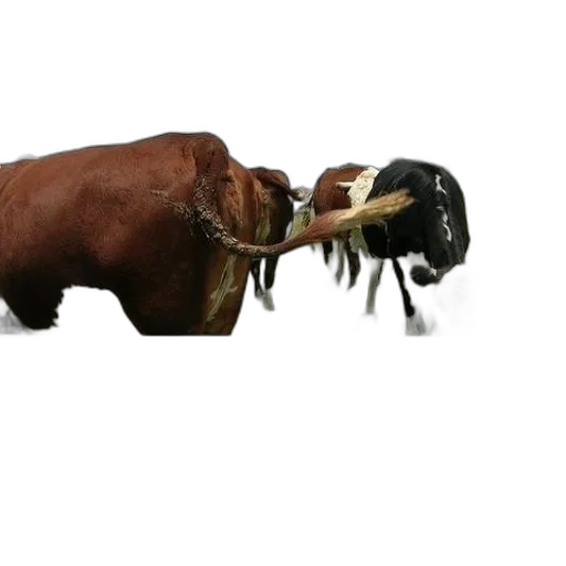animal, creature, mask, weapon transparent PNG cut-out