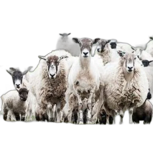 animal, staff, herd, sheep transparent PNG cut-out