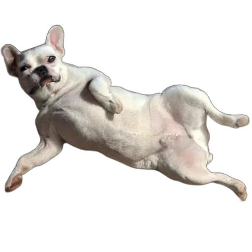 animal, creature, staff, face transparent PNG cut-out