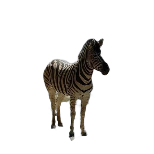 animal, creature, staff, furniture transparent PNG cut-out