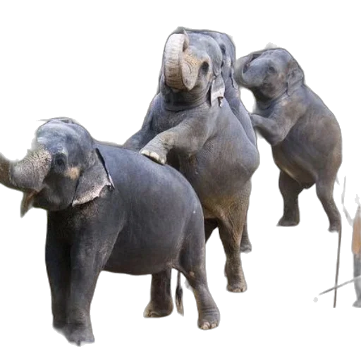 animal, 3d render, concept art, photorealistic transparent PNG cut-out
