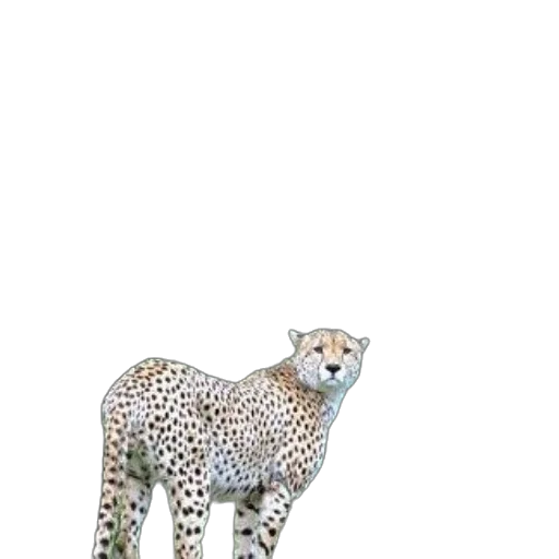 animal, creature, staff, robot transparent PNG cut-out