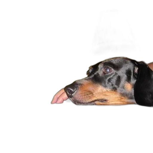 animal, creature, hat, face transparent PNG cut-out