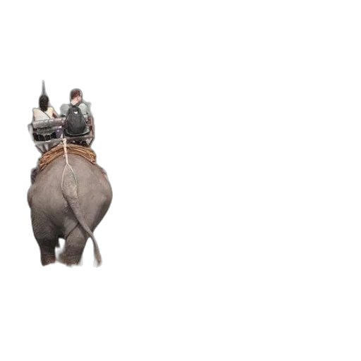 animal, hat, car, creature transparent PNG cut-out