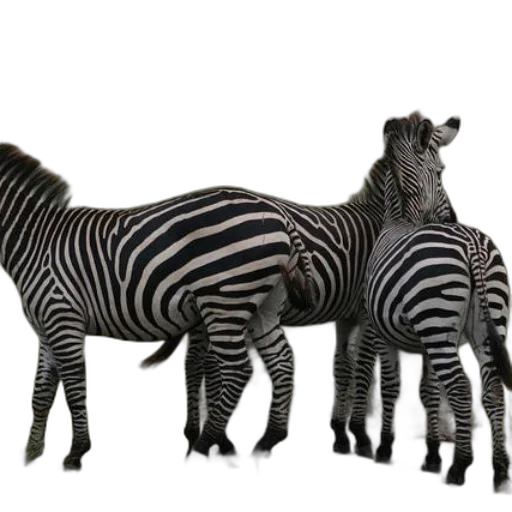 animal, creature, 3d render, photorealistic transparent PNG cut-out