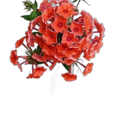 flower, crown, jewelry, hat transparent PNG cut-out