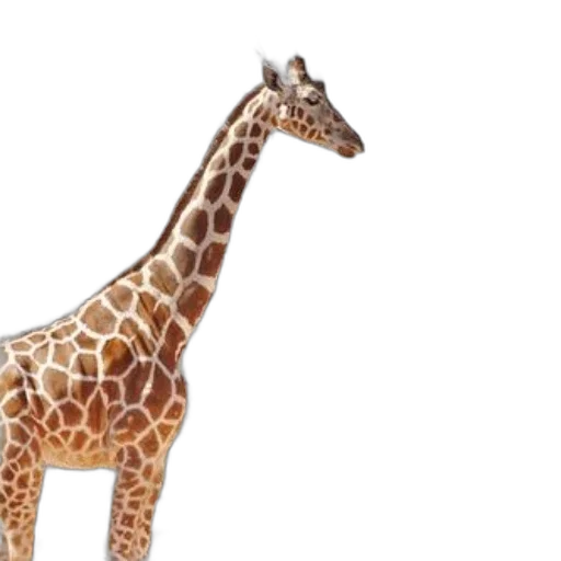 animal, creature, 3d render, photorealistic transparent PNG cut-out
