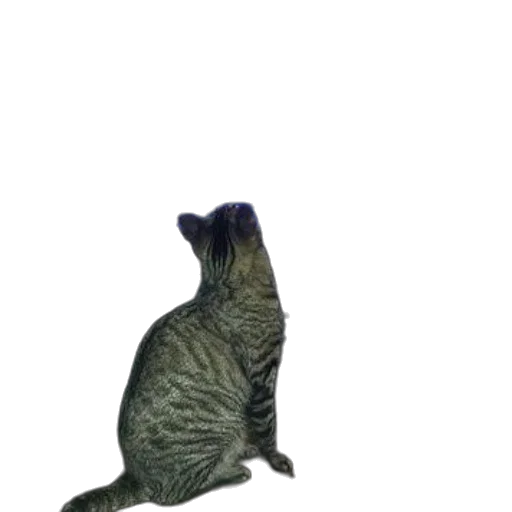 animal, creature, staff, hat transparent PNG cut-out