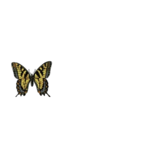animal, creature, jewelry, crown transparent PNG cut-out