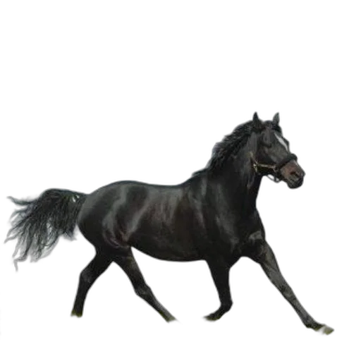 animal, creature, dragon, hair transparent PNG cut-out