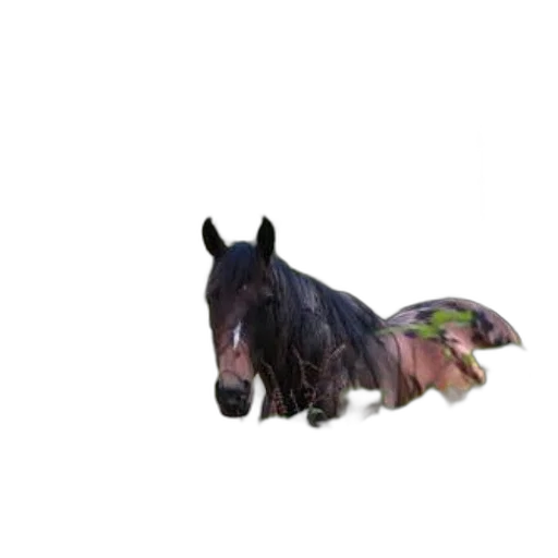 animal, creature, hair, hat transparent PNG cut-out