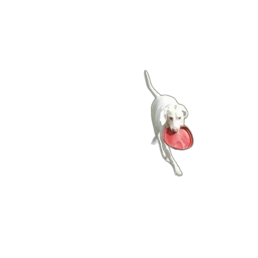 jewelry, staff, food, flower transparent PNG cut-out