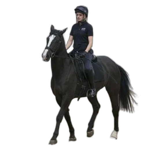 animal, hat, creature, concept art transparent PNG cut-out