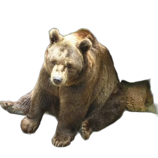 animal, creature, staff, face transparent PNG cut-out