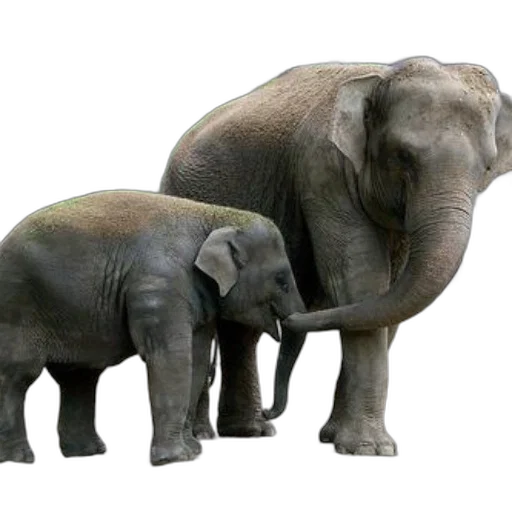 animal, photorealistic, 3d render, concept art transparent PNG cut-out