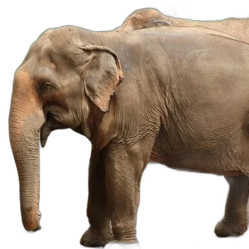 animal, creature, staff, weapon transparent PNG cut-out