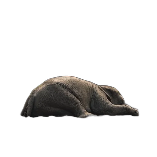 animal, hat, creature, mask transparent PNG cut-out