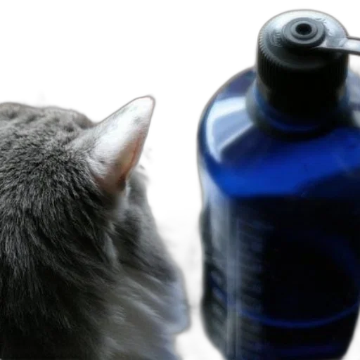 bottle, animal, creature, hair transparent PNG cut-out