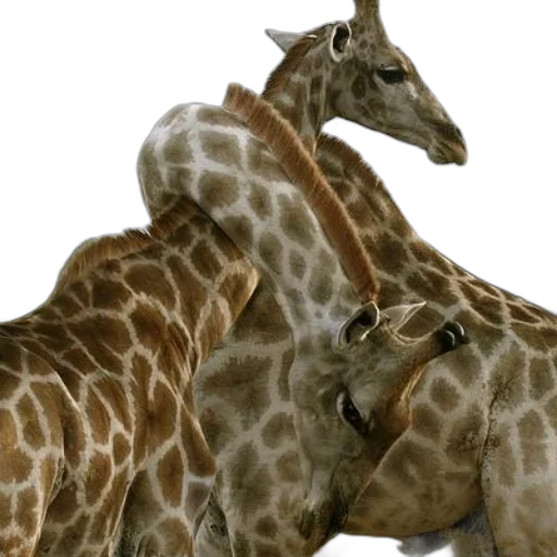 animal, creature, staff, photorealistic transparent PNG cut-out