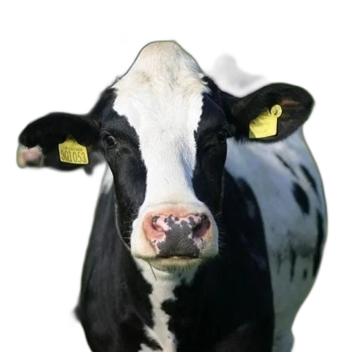 animal, face, hat, food transparent PNG cut-out