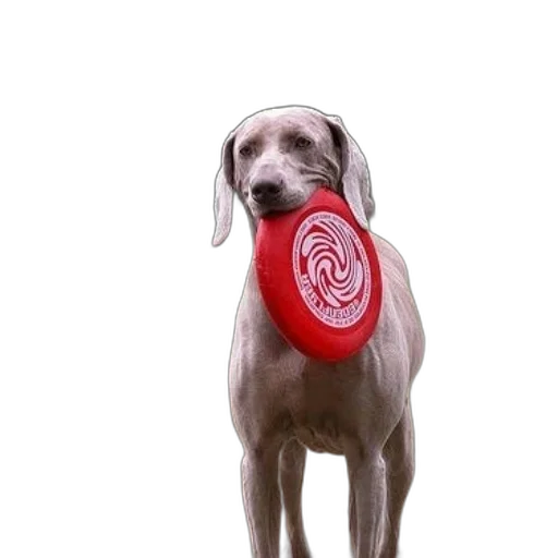 staff, animal, creature, food transparent PNG cut-out