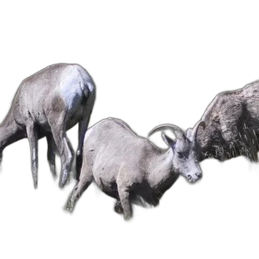 animal, jewelry, creature, concept art transparent PNG cut-out