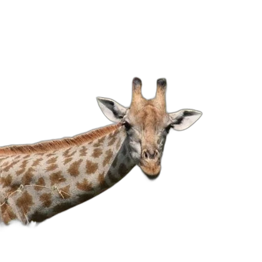 animal, creature, staff, face transparent PNG cut-out
