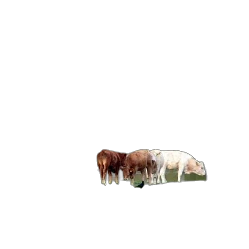animal, furniture, food, bottle transparent PNG cut-out