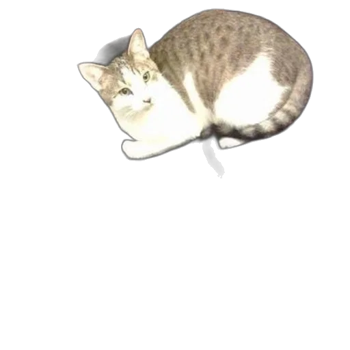 animal, creature, staff, hat transparent PNG cut-out
