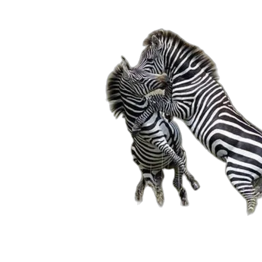 animal, creature, jewelry, shoes transparent PNG cut-out