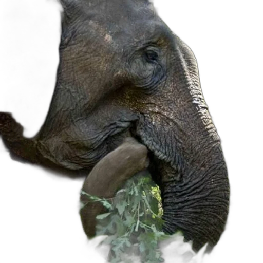 animal, creature, staff, face transparent PNG cut-out