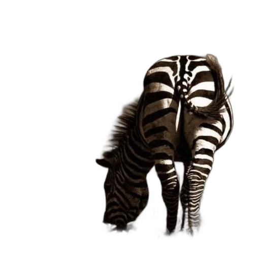 animal, creature, hair, furniture transparent PNG cut-out