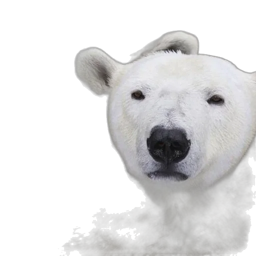 animal, face, creature, hat transparent PNG cut-out