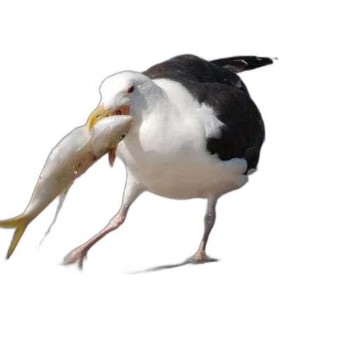 animal, food, creature, weapon transparent PNG cut-out