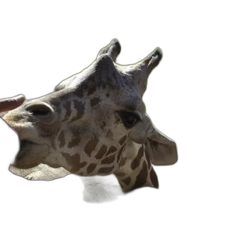 animal, creature, mask, face transparent PNG cut-out
