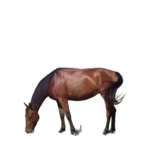 animal, creature, staff, furniture transparent PNG cut-out