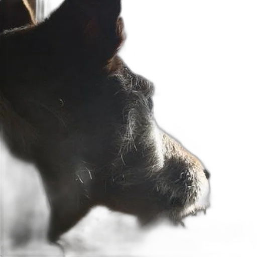 animal, face, creature, staff transparent PNG cut-out