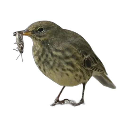 animal, staff, food, creature transparent PNG cut-out