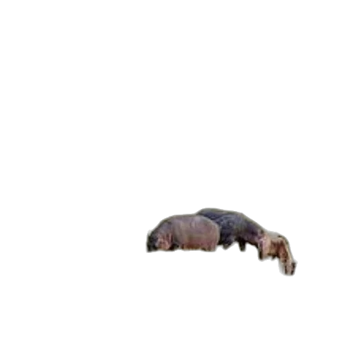 animal, creature, furniture, hair transparent PNG cut-out