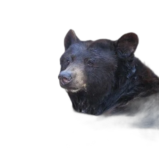 animal, creature, face, mask transparent PNG cut-out
