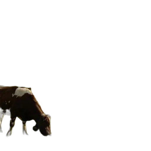 animal, creature, food, weapon transparent PNG cut-out