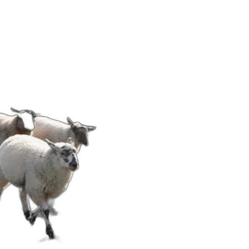 animal, creature, car, weapon transparent PNG cut-out
