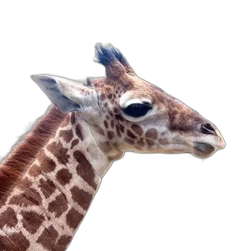 animal, creature, face, staff transparent PNG cut-out